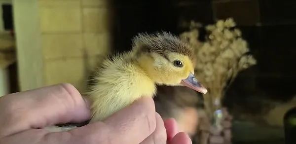 multimedia.miniatura.b911aace17f5d841.bWluaWF0dXJhLndlYnA=