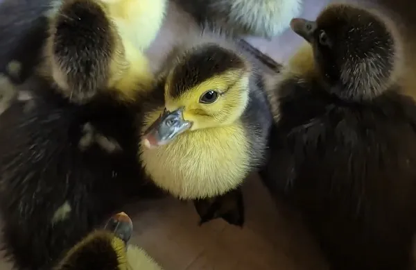 multimedia.miniatura.9a1cdd66aed23649.bWluaWF0dXJhLndlYnA=