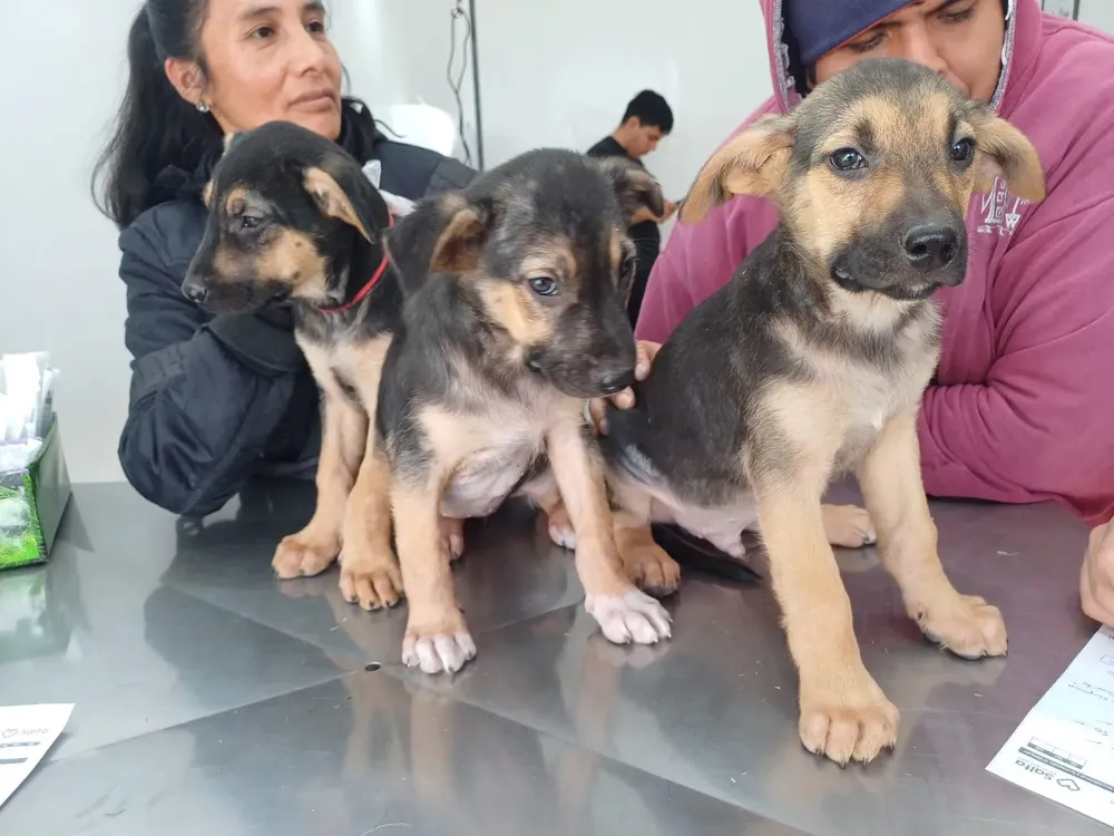 perritos
