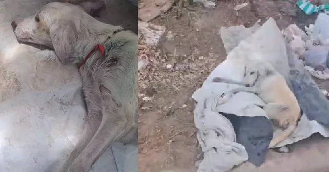 multimedia.normal.bdb6fb44550a188b.bm9ybWFsLndlYnA=