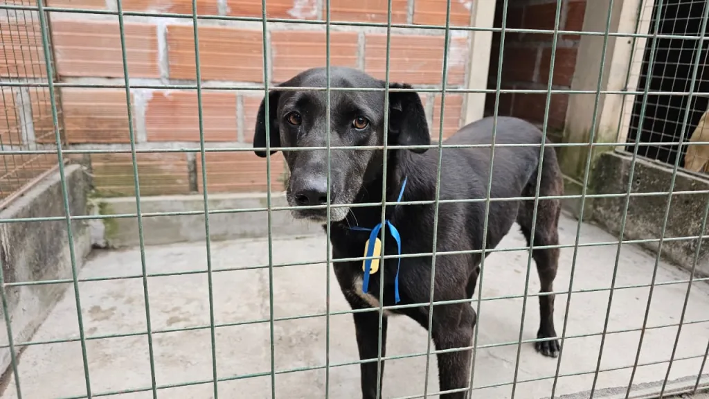 perros-extraviados-milagro-3-1024x576