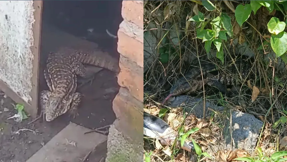 portada página web (4)