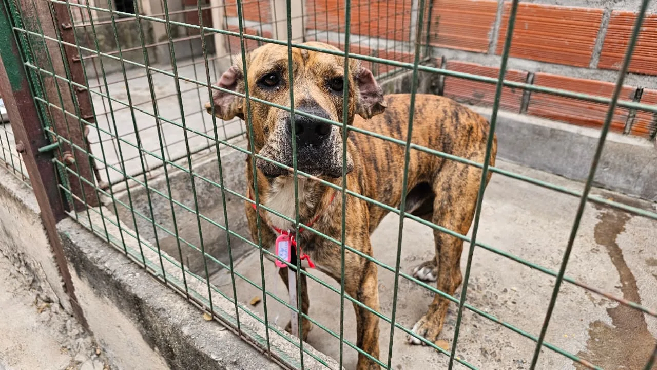 perros-extraviados-milagro-4