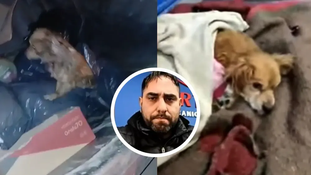 portada perrita