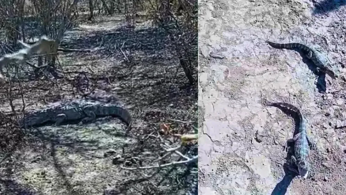 695e41b05033f_1135_639!