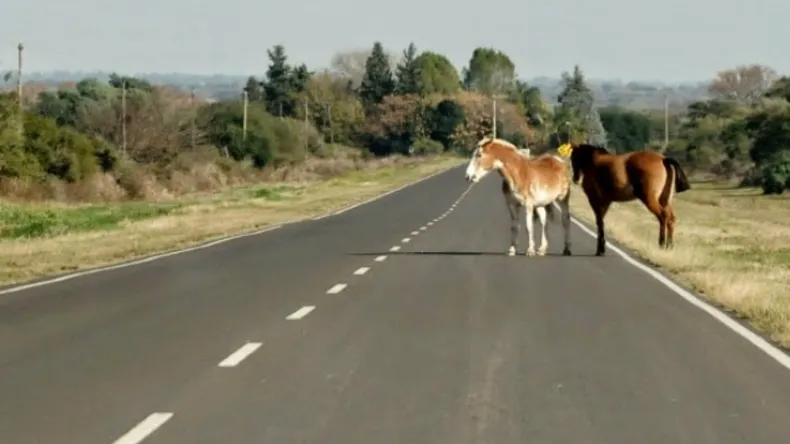 multas-dejar-animales-sueltos-las-rutas-foto-ilustrativa