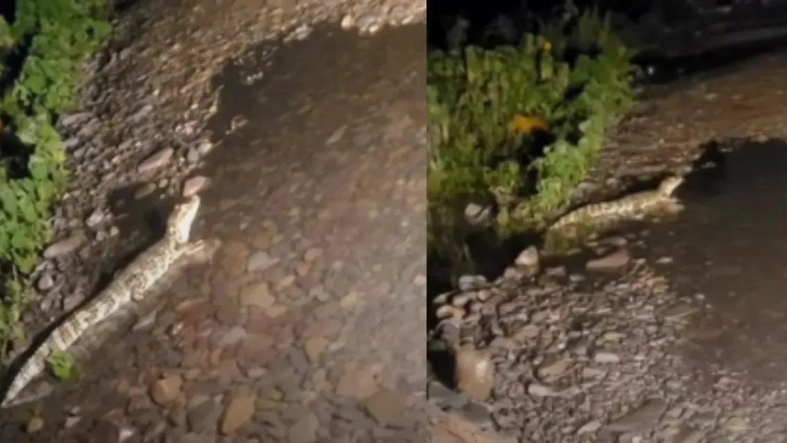 695cfd2a7e968_1135_639!