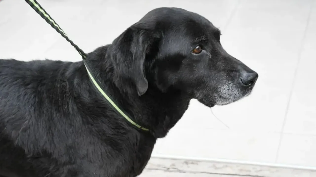 DeWatermark.ai_1761142997999