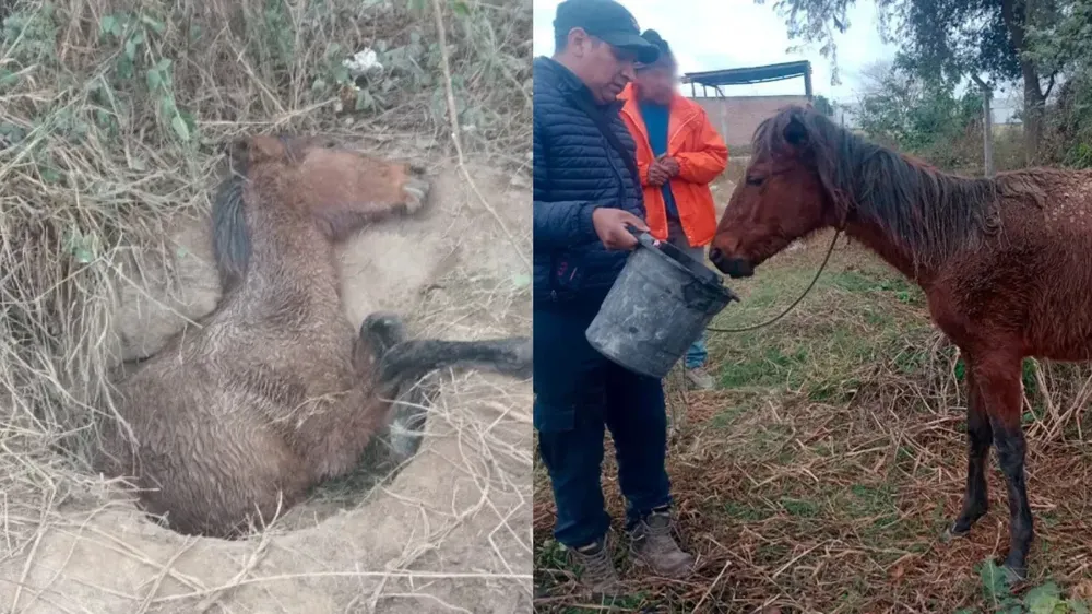 caballo
