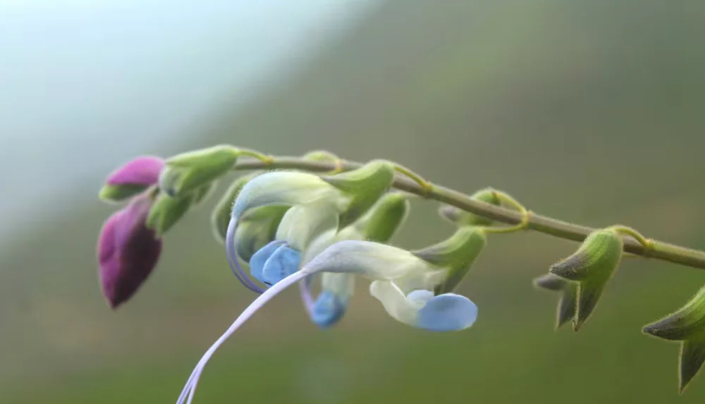 flor