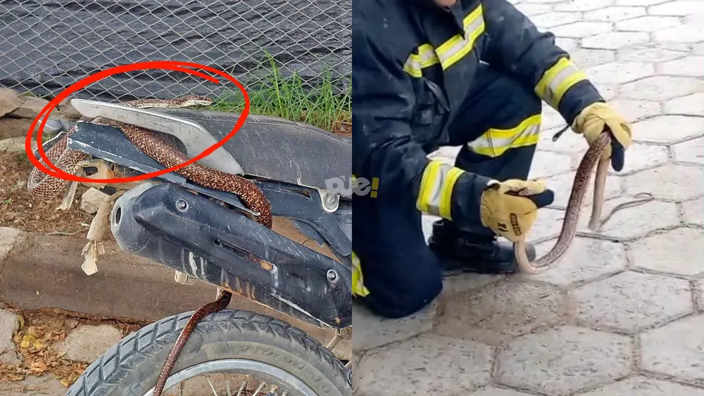 portada página web (1)