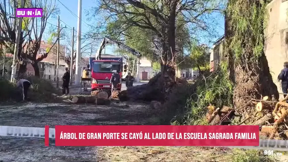 ARBOL CAIDO