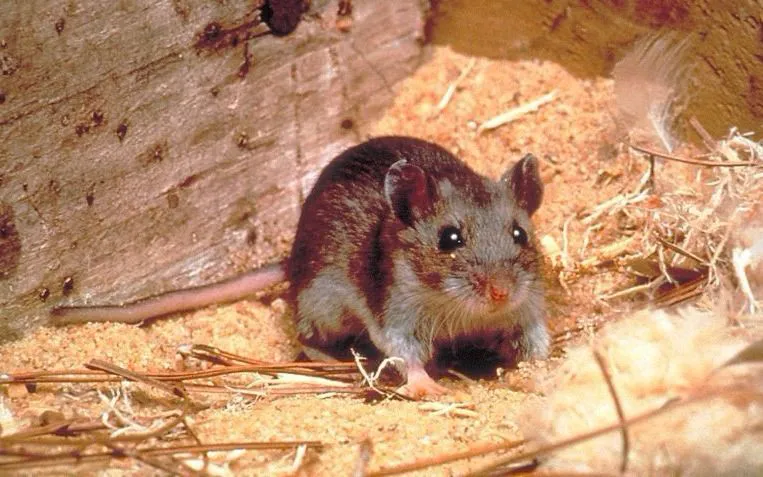 multimedia.normal.90b1358ae9eef7c9.68616e74615f6e6f726d616c2e6a7067