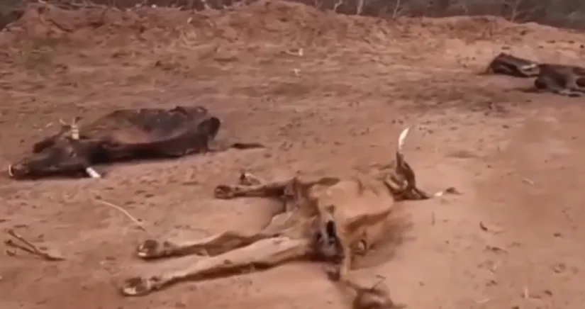 multimedia.normal.b4b3d5daaddd1bab.bm9ybWFsLndlYnA=