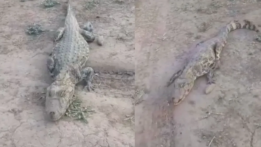 NOTA Ente Regulador ok