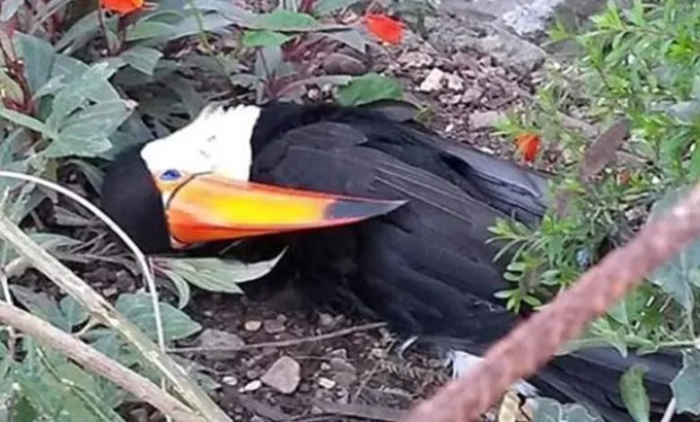 tucan-780x470