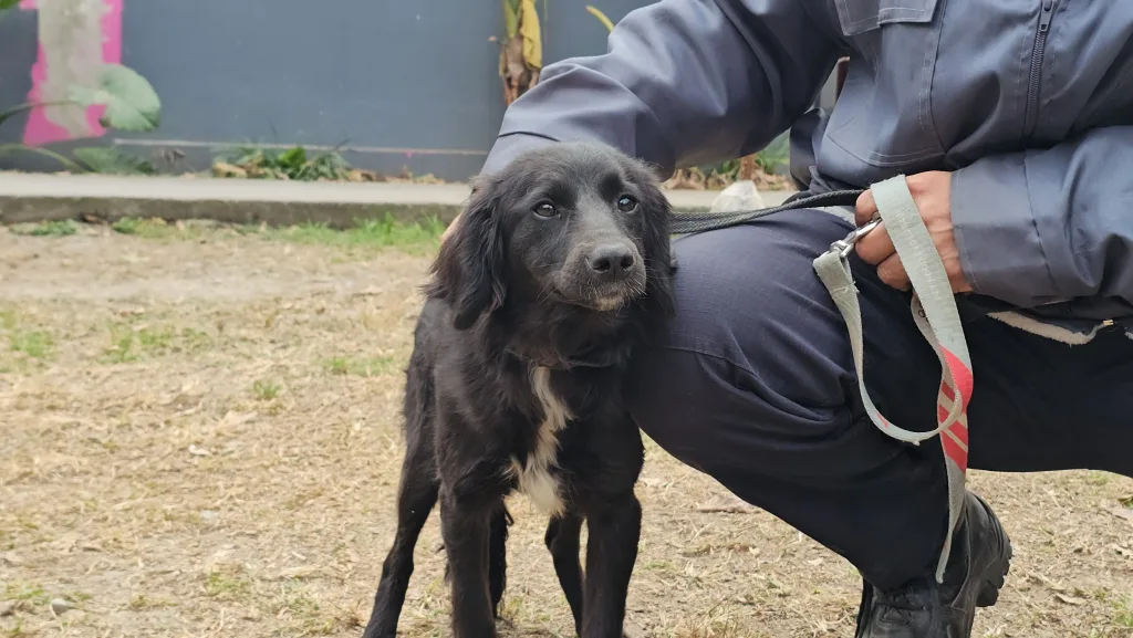 perras-rescatadas-en-villa-lavalle-4-1024x577